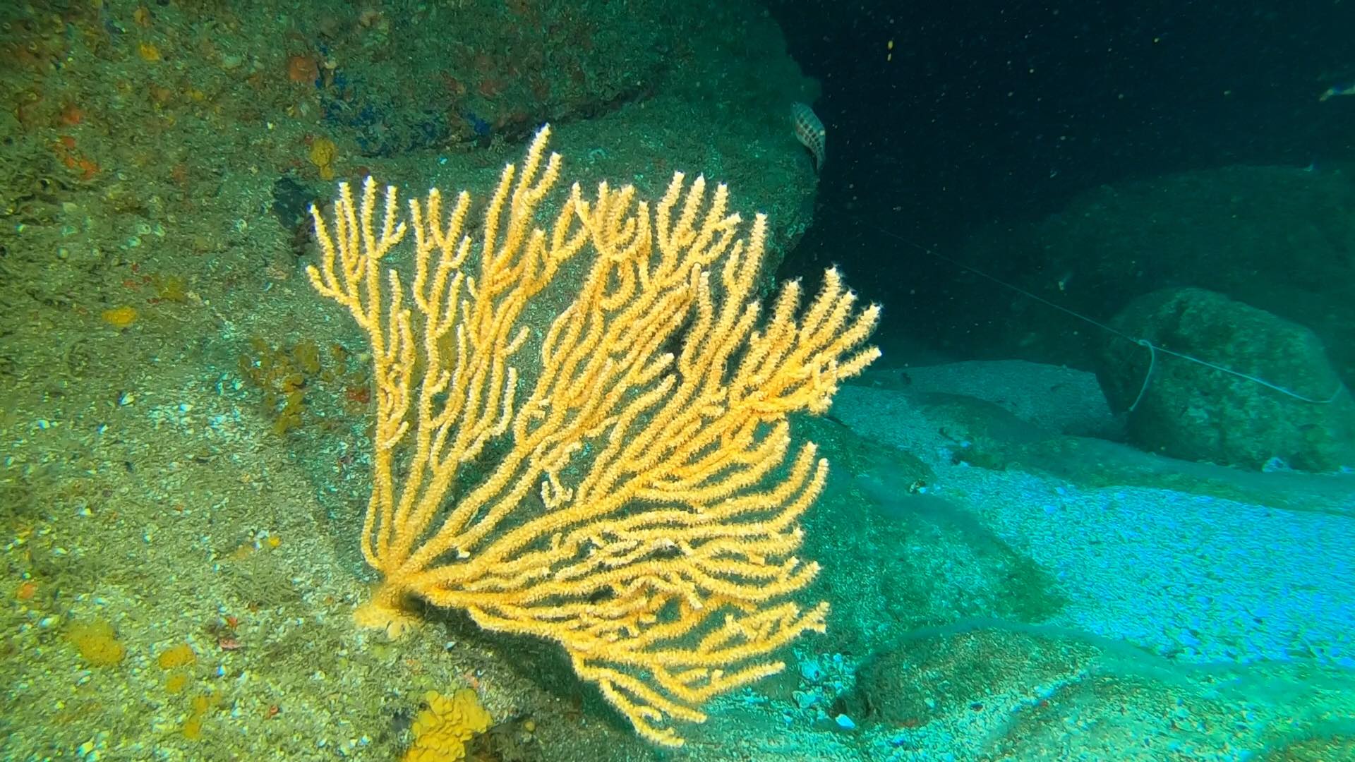 Coral