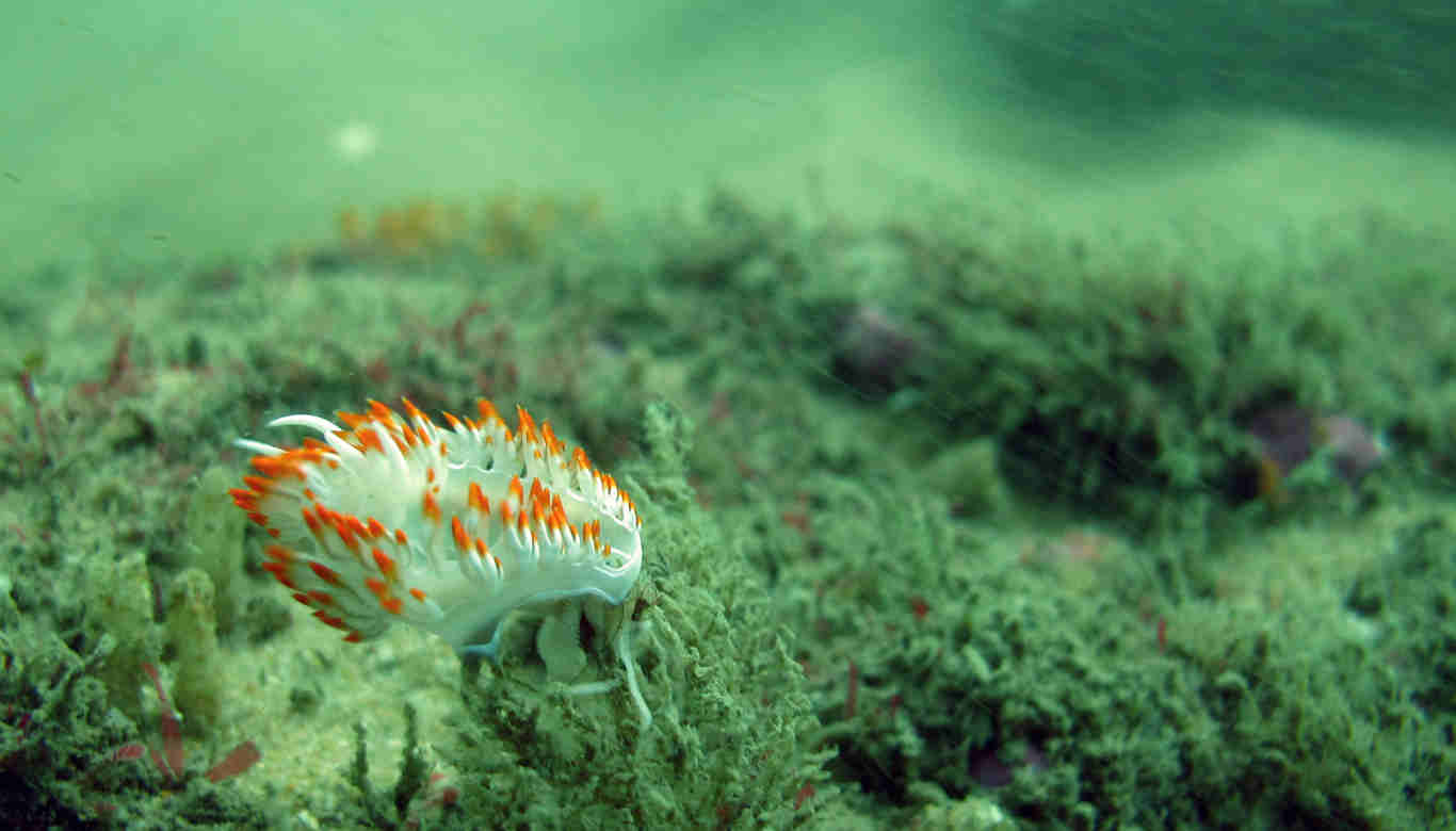 Nudibranch